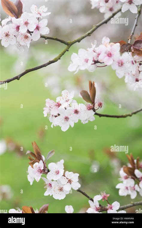 Prunus Cerasifera Pissardii Purple Leaved Plum Cherry Tree Blossom