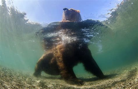 2016 National Geographic Nature Photographer Of The Year The Atlantic