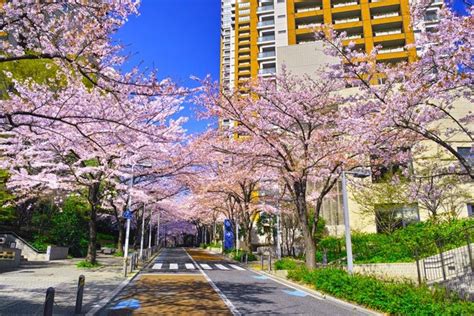 年収1000万円超えプレイヤーが選ぶ住みたい街ランキング 上位を港区が独占1位はテレビ局や各国の大使館がある街｜まいどなニュース