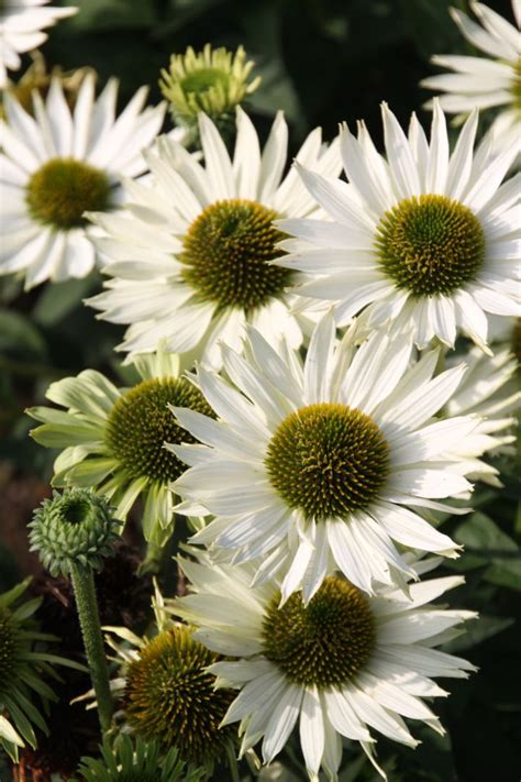 Echinacea Purpurea Virgin Rode Zonnehoed De Tuinen Van Appeltern