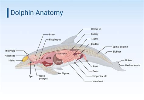 Dolphin Anatomy | BioRender Science Templates