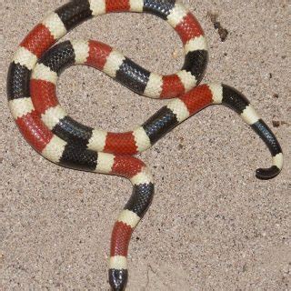 Arizona Coral Snake Facts and Pictures