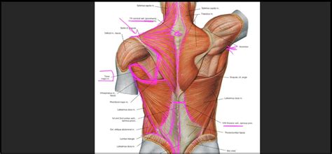 Upper Back Muscles Anatomy