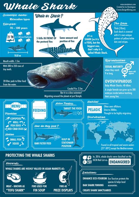 Whale Shark Anatomy