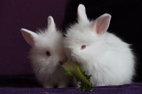 Kaninchen Hasen Klein Kostenloses Foto Auf Pixabay