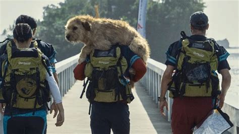 La Emocionante Película De Prime Video Sobre Un Perro Callejero Que Se