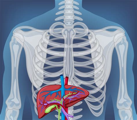 X-ray of human body with internal organs 7374775 Vector Art at Vecteezy