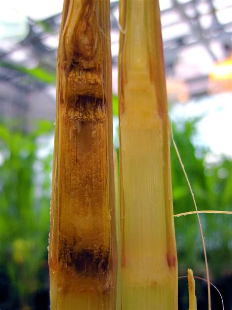 D This Image Shows A Cross Sections Of A Corn Stem I Flickr