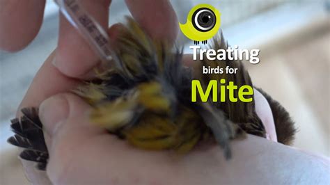 How To Treat Birds For Mite Prevention And Cure Youtube