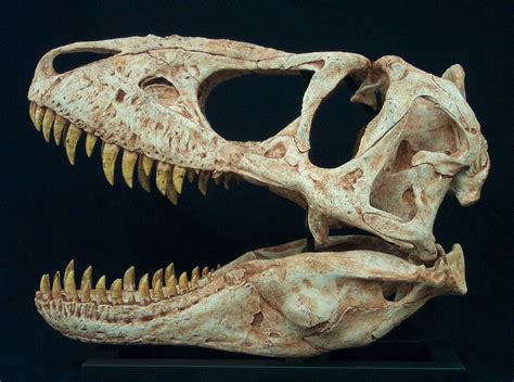 Tarbosaurus Skull Small | Gaston Design, Inc.