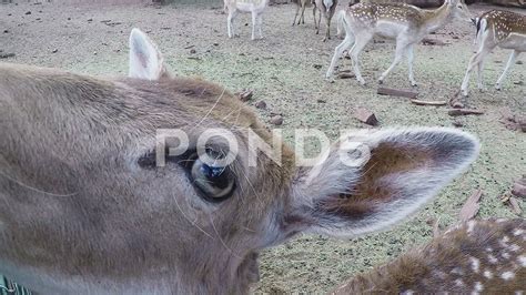 Fallow Deer Eye Close Up- Deer Farm- Williams AZ Stock Footage,#Eye# ...