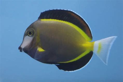 Powder Brown Tang (Acanthurus japonicus) Care Guide – Fishkeeping Forever