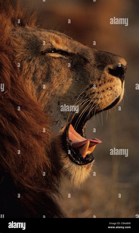 Lion Panthera Leo Yawning Sabi Sabi South Africa Africa Stock