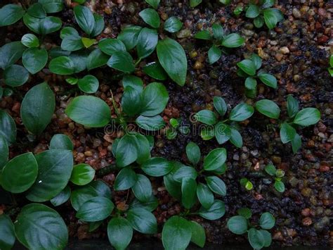 Anubias Aquarium Plants Growing in a Nursery Stock Image - Image of woodland, flower: 227547043