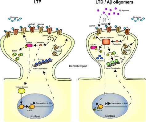 A simplified schematic representation of major events occurring in ... 
