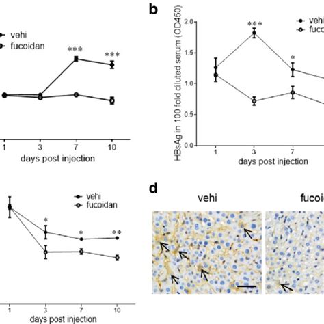 Fucoidan Exhibits Anti Hbv Activity In Hbv Infected Mice C Bl Mice