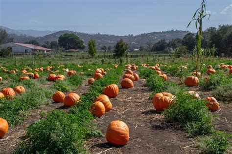 Premium Photo | Pumpkins in a pumpkin patch in fall on a farm