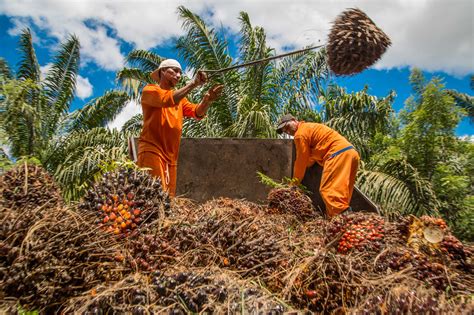 L Indon Sie Suspend Ses Exportations D Huile De Palme