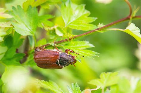 Beetle Cockchafer Insect - Free photo on Pixabay - Pixabay