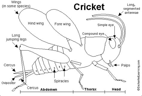 Cricket Printout - EnchantedLearning.com