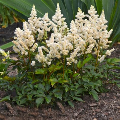 Younique White Astilbe Sooner Plant Farm