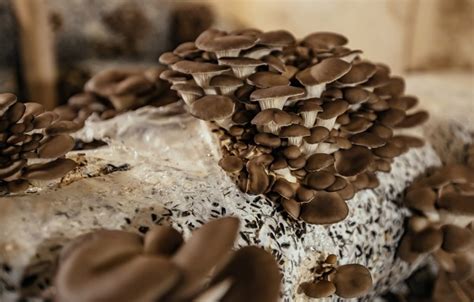 Details More Than Oyster Mushroom Grow Bags Best In Cdgdbentre