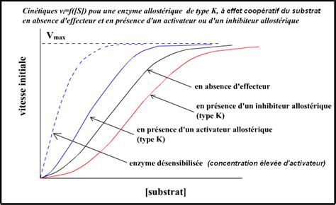 Enzymes allostériques effecteurs allostériques effet coopératif