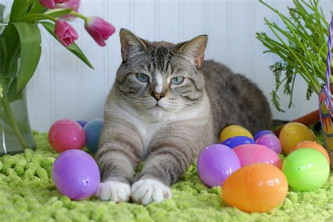 Easter And Cat Eggs Easter Cat Laying Hd Wallpaper Peakpx