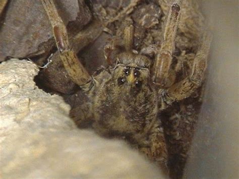 Hogna Wolf Spider Identification Tigrosa Grandis Bugguidenet