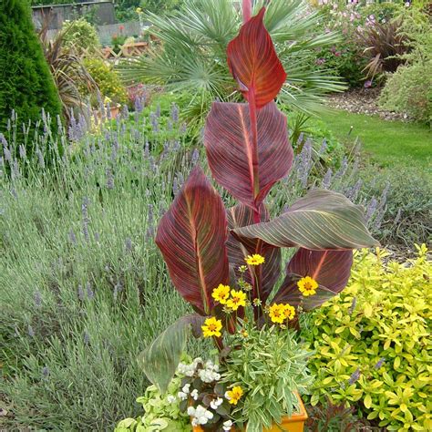 CANNA Tropicanna. The Original Tropicanna