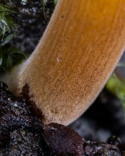 Luke S Mushrooms On Twitter Having Just A Single Flammulina In Frame