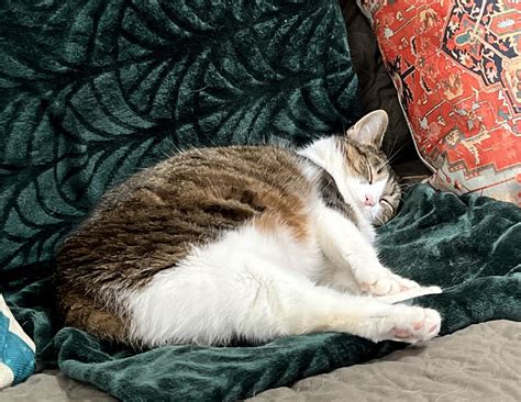 The Cat Critter Sitter, LLC... - The Cat Critter Sitter, LLC