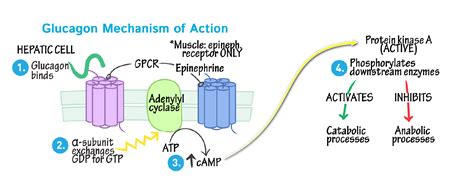 glucagon hormone structure functions   regulation