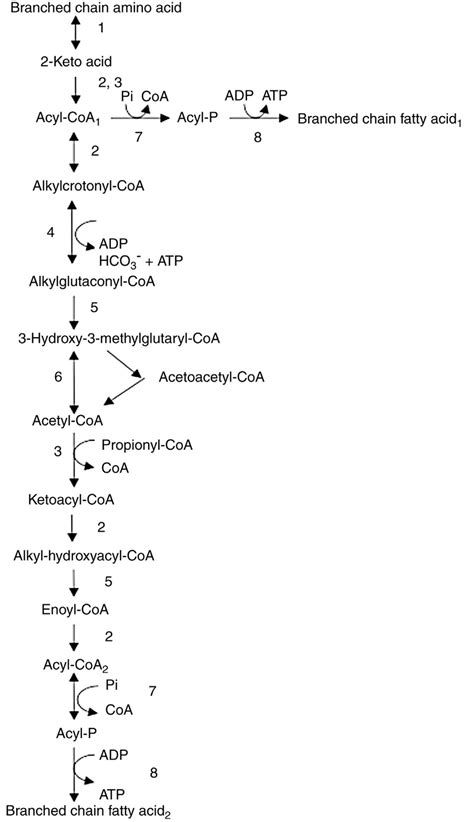 8 Branched Chain Amino Acid Catabolism Pathways Of B Linens Producing Download Scientific