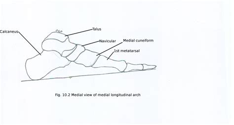 Arches of foot - myhumananatomy