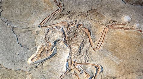 Jurassic Celebrity Early Bird Gets The Spotlight Science Connected