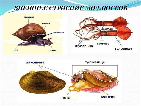 Тип Моллюски или Мягкотелые - презентация онлайн