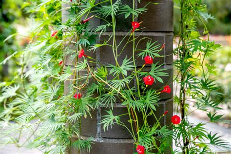 How To Grow Cardinal Climber Vine: Expert Tips For Vibrant Growth