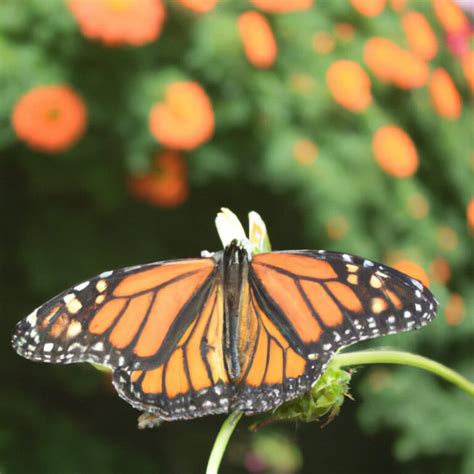 Descubre el significado detrás de la visita de una mariposa monarca