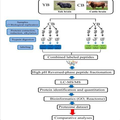 The Itraq Lc Msms Strategy For Quantitative Proteomic Analysis Of Download Scientific