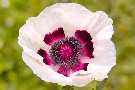 Papaver Orientale Perry S White Amapola Oriental CONADEIP