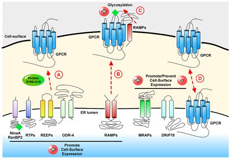 Ijms Free Full Text G Protein Coupled Receptors What A Difference