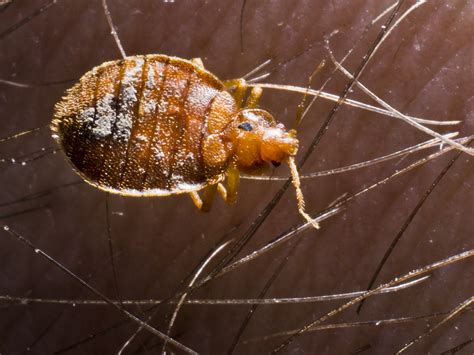 Where Do Bed Bugs Come From? | Learn Tips for Identifying Bed Bugs