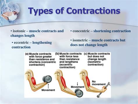 Ppt Chapter Muscular System Powerpoint Presentation Free