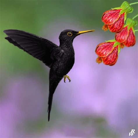 Kolibri Wulung Gacor Si Hitam Legendaris Dengan Kicauan Merdu Burung