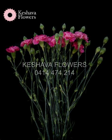 HOT PINK SIM CARNATIONS PER BUNCH Keshava Flowers