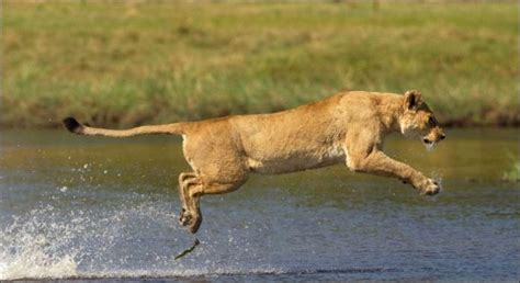 Lion vs crocodile (11 pics) | Amazing Creatures