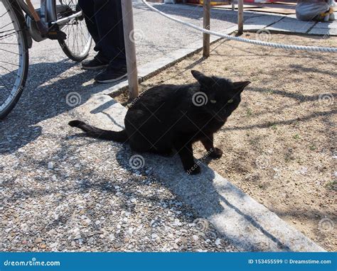 Black Cat Starring Japan Travel Stock Image Image Of Fushimi Glico