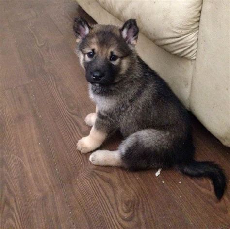 Alaskan Malamute German Shepherd Mix Puppies For Sale | PETSIDI