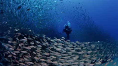 Video Of The Week Canary Islands Underwater